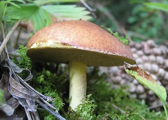 Suillus granulatus (Suillus granulatus) photo and description