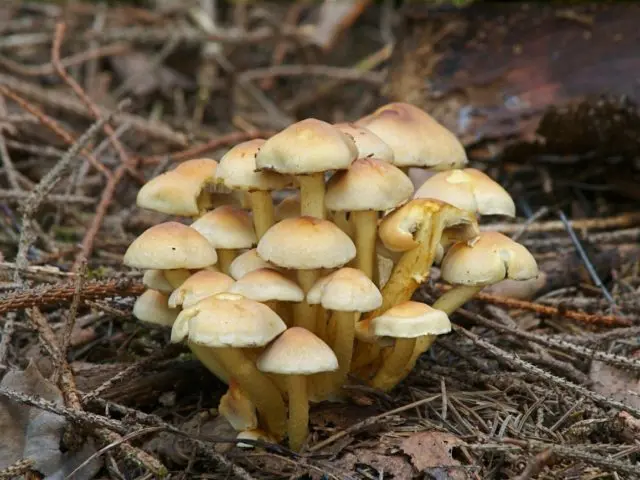 Sulfur-yellow honey agaric (false honey agaric sulfur-yellow): photo and description of a poisonous mushroom