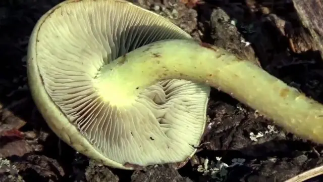 Sulfur-yellow honey agaric (false honey agaric sulfur-yellow): photo and description of a poisonous mushroom