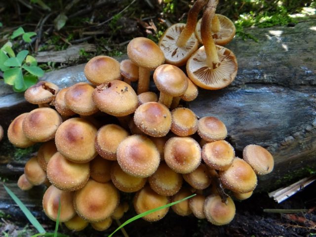 Sulfur-yellow honey agaric (false honey agaric sulfur-yellow): photo and description of a poisonous mushroom