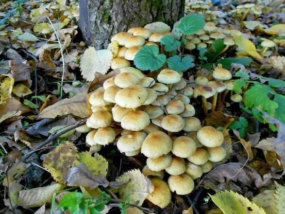 Sulfur-yellow honey agaric (false honey agaric sulfur-yellow): photo and description of a poisonous mushroom