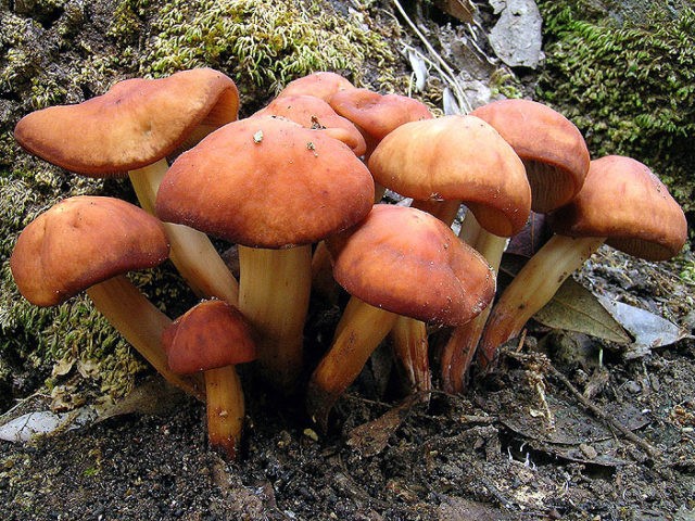 Sulfur-yellow honey agaric (false honey agaric sulfur-yellow): photo and description of a poisonous mushroom