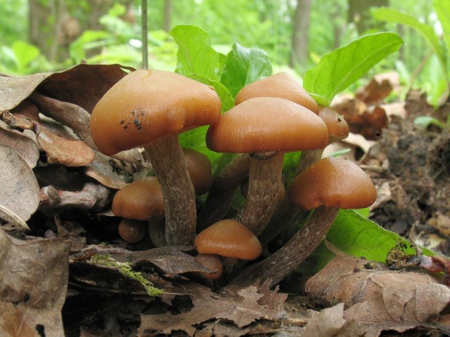 Sulfur-yellow honey agaric (false honey agaric sulfur-yellow): photo and description of a poisonous mushroom