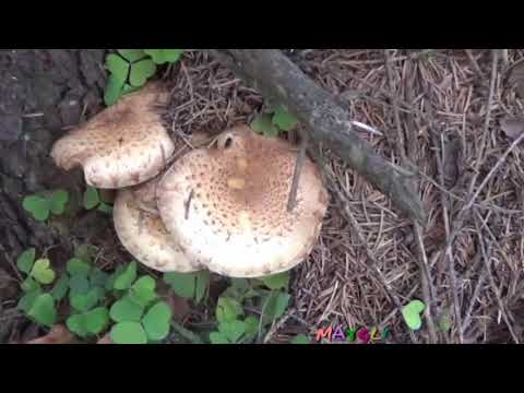 Sulfur-yellow honey agaric (false honey agaric sulfur-yellow): photo and description of a poisonous mushroom