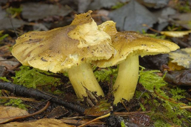 Sulfur-yellow rowing: photo and description