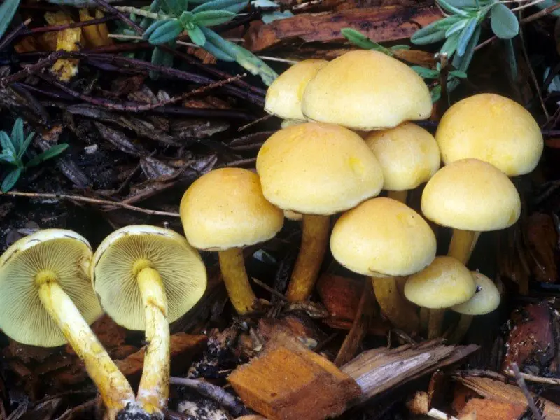 Sulphur-yellow false honey agaric (Hypholoma fasciculare) photo and description