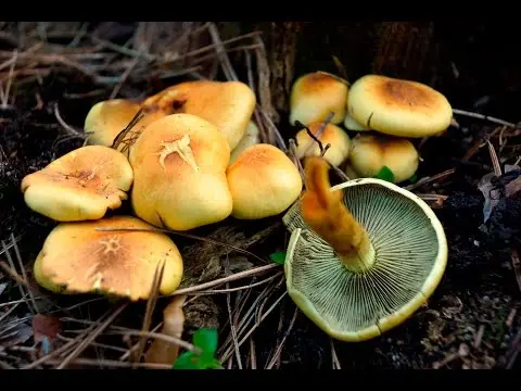 Sulphur-yellow false honey agaric (Hypholoma fasciculare) photo and description