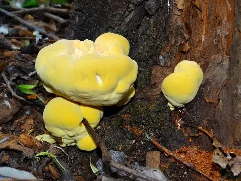 Sulphur-yellow polypore (Laetiporus sulphureus) photo and description