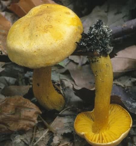 Sulphur-yellow rowweed (Tricholoma sulphureum) photo and description