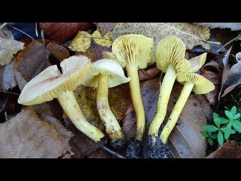 Sulphur-yellow rowweed (Tricholoma sulphureum) photo and description