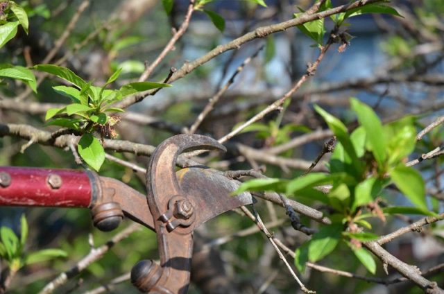 Summer cherry pruning: after fruiting, terms and rules for tree formation + schemes