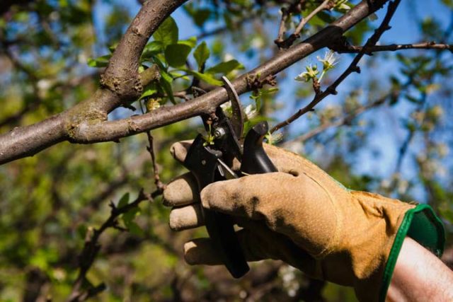 Summer cherry pruning: after fruiting, terms and rules for tree formation + schemes