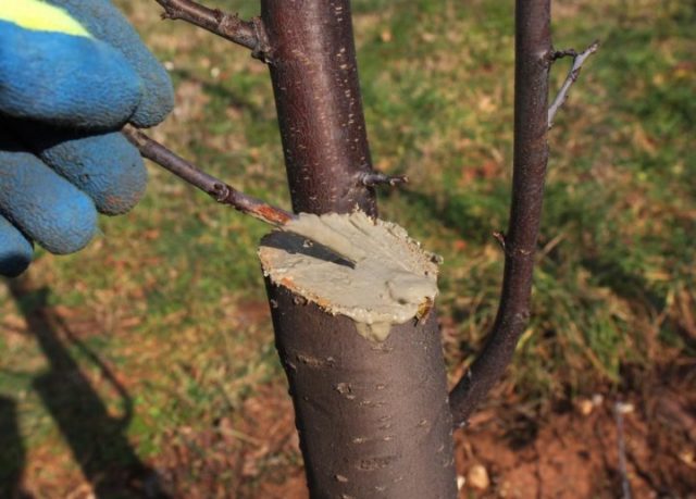 Summer cherry pruning: after fruiting, terms and rules for tree formation + schemes