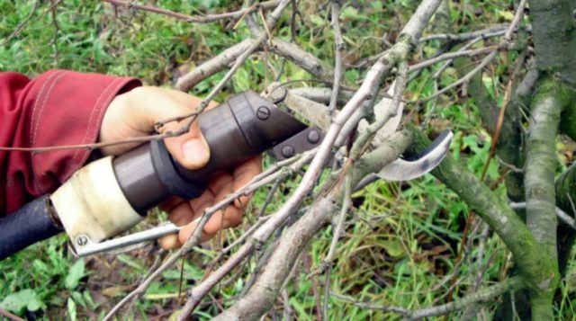 Summer cherry pruning: after fruiting, terms and rules for tree formation + schemes