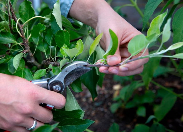 Summer cherry pruning: after fruiting, terms and rules for tree formation + schemes