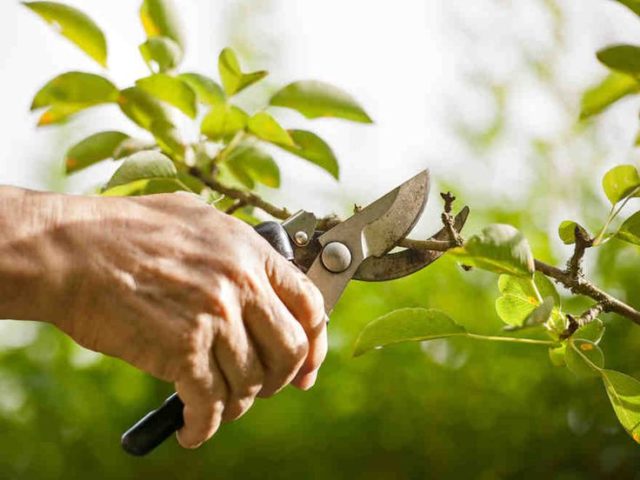 Summer cherry pruning: after fruiting, terms and rules for tree formation + schemes