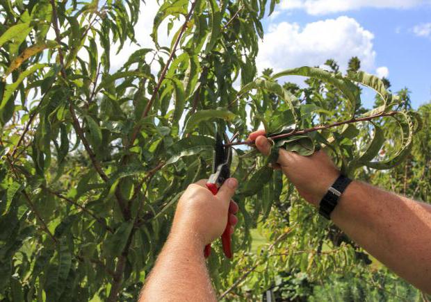 Summer cherry pruning: after fruiting, terms and rules for tree formation + schemes