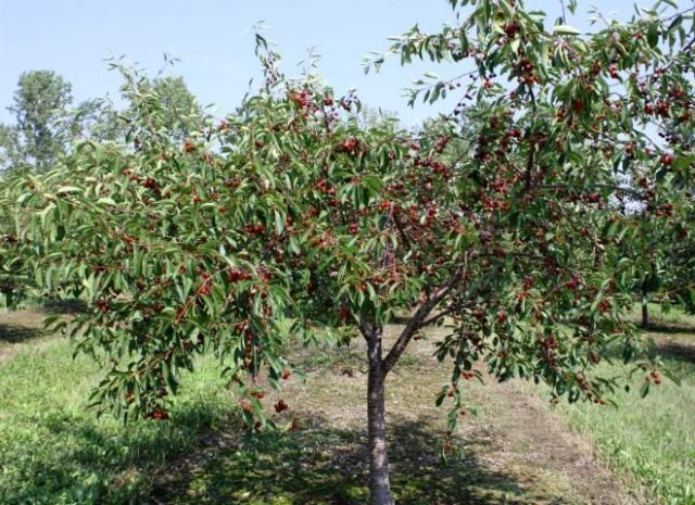 Summer cherry pruning: after fruiting, terms and rules for tree formation + schemes