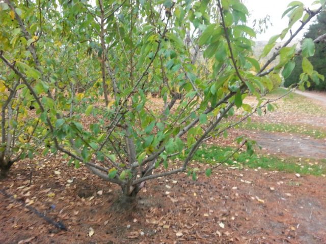 Summer cherry pruning: after fruiting, terms and rules for tree formation + schemes