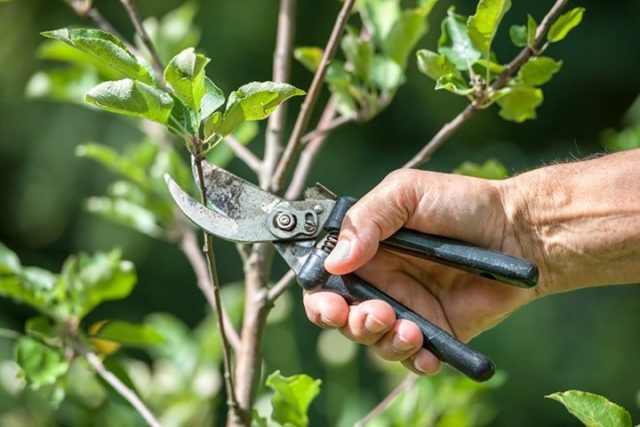 Summer cherry pruning: after fruiting, terms and rules for tree formation + schemes