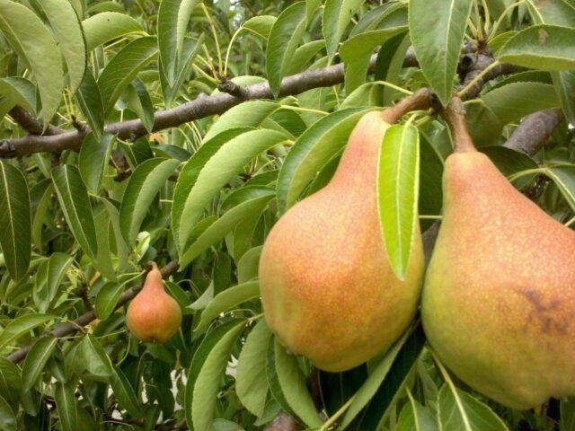 Summer (early) pear varieties: description, photo, reviews