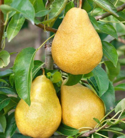 Summer (early) pear varieties: description, photo, reviews