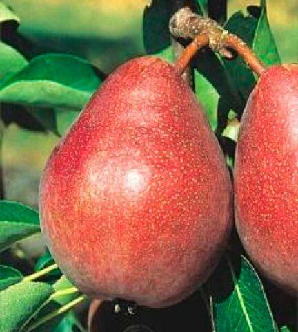 Summer (early) pear varieties: description, photo, reviews