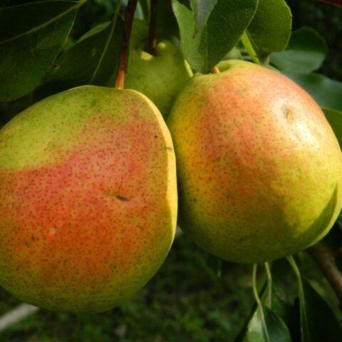 Summer (early) pear varieties: description, photo, reviews