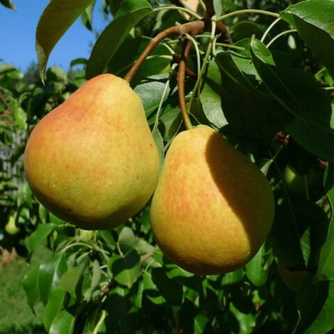 Summer (early) pear varieties: description, photo, reviews