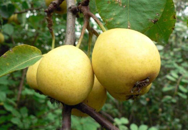 Summer (early) pear varieties: description, photo, reviews