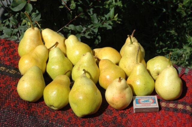 Summer (early) pear varieties: description, photo, reviews