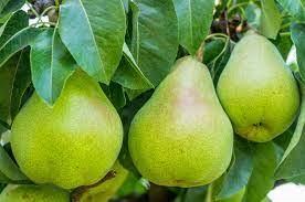 Summer (early) pear varieties: description, photo, reviews