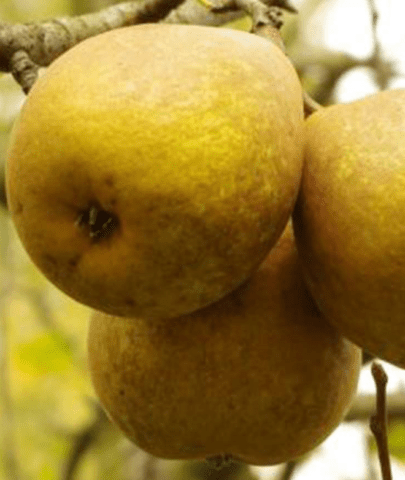 Summer (early) pear varieties: description, photo, reviews