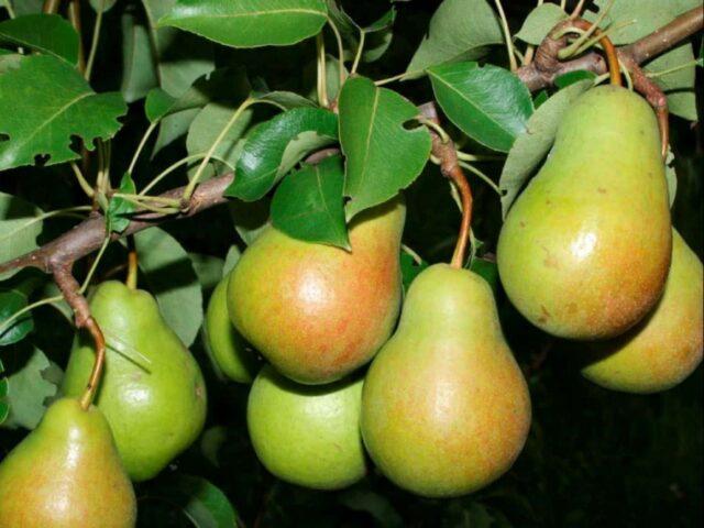 Summer (early) pear varieties: description, photo, reviews