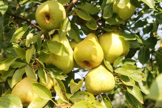 Summer (early) pear varieties: description, photo, reviews