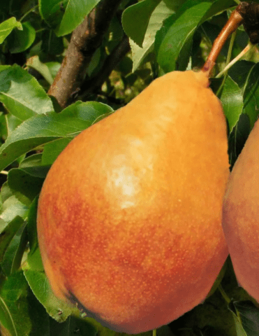 Summer (early) pear varieties: description, photo, reviews