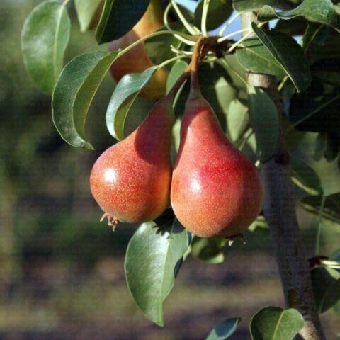 Summer (early) pear varieties: description, photo, reviews