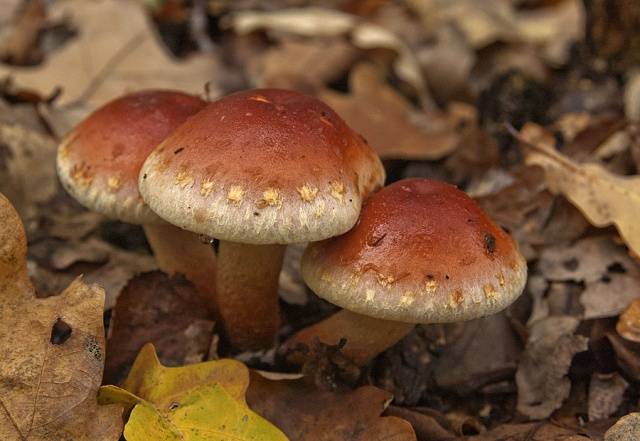 Summer honey agaric and its dangerous counterpart + photo