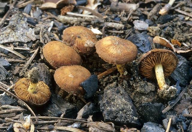 Summer honey agaric and its dangerous counterpart + photo