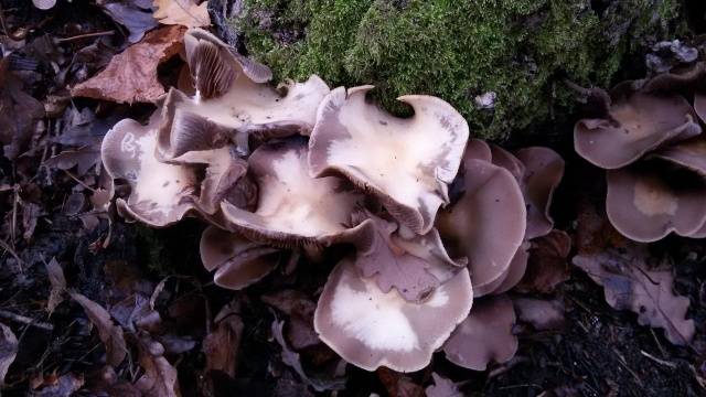 Summer honey agaric and its dangerous counterpart + photo