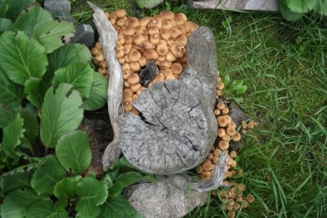 Summer honey agaric and its dangerous counterpart + photo