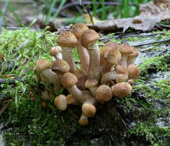 Summer honey agaric and its dangerous counterpart + photo