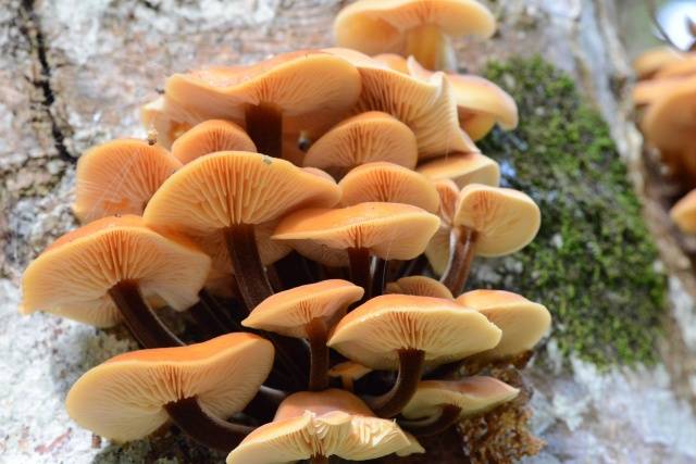 Summer honey agaric and its dangerous counterpart + photo