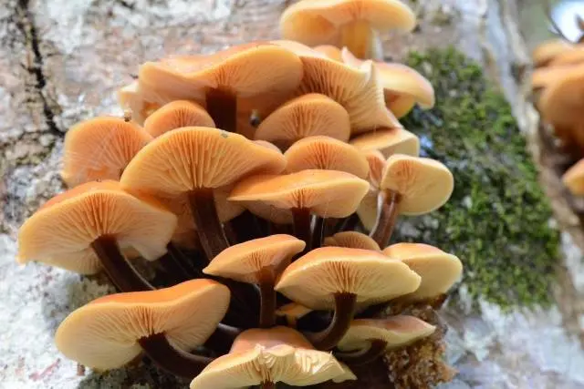 Summer honey agaric and its dangerous counterpart + photo