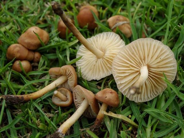 Summer honey agaric and its dangerous counterpart + photo