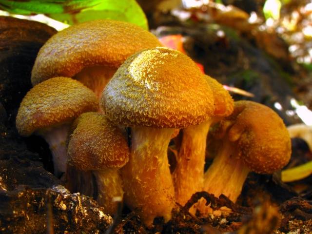 Summer honey agaric and its dangerous counterpart + photo