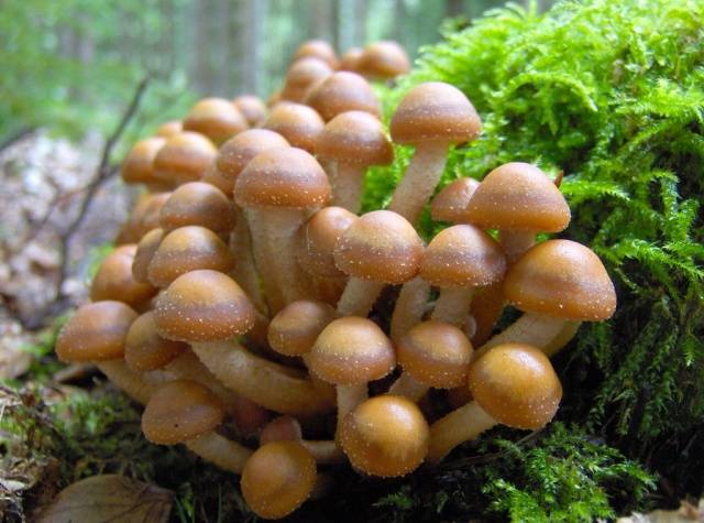 Summer honey agaric and its dangerous counterpart + photo