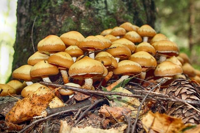 Summer honey agaric and its dangerous counterpart + photo