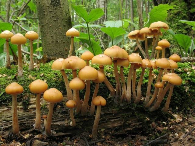 Summer honey agaric and its dangerous counterpart + photo