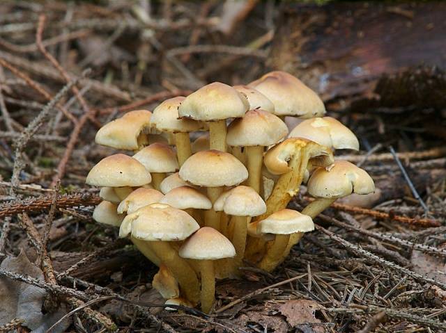 Summer honey agaric and its dangerous counterpart + photo